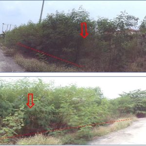 land in Nakhon Pathom