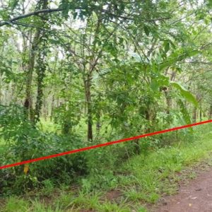 land in Sakon Nakhon