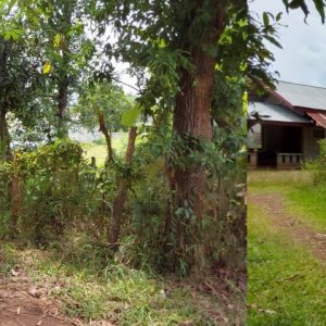 land in Nakhon Phanom