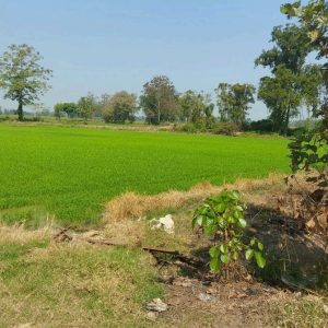 land in Sukhothai