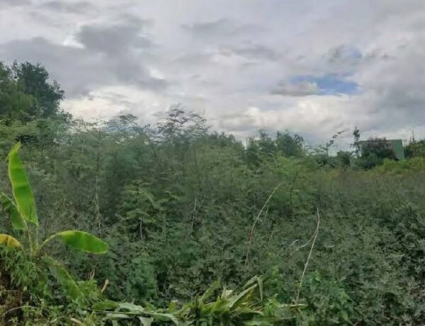 01 Land is empty. _photo