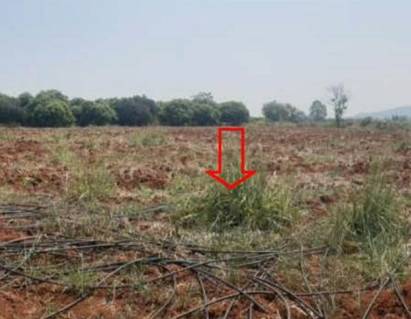 01 Land is empty. _photo