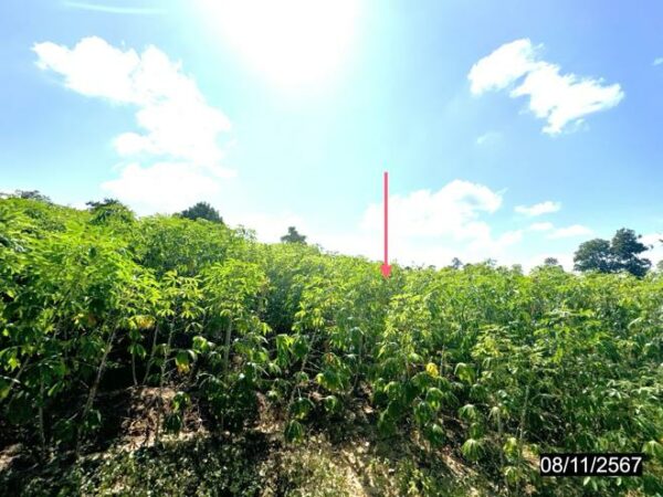 01 Land is empty. _photo