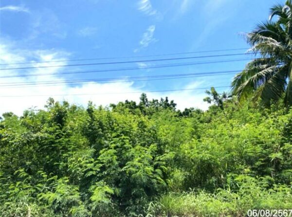02 Single House _photo