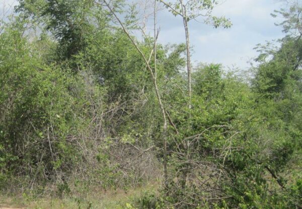 Empty land _photo