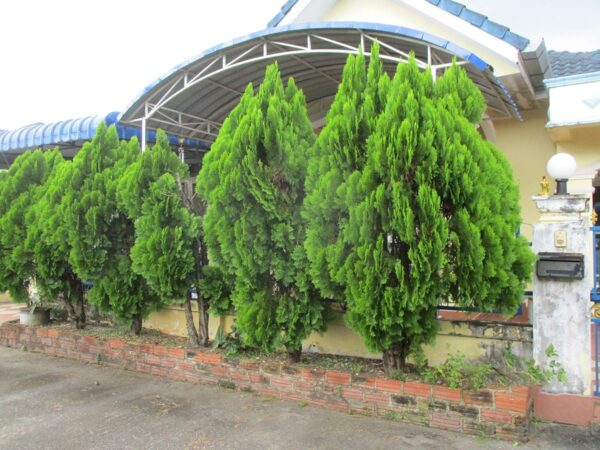 Detached house, Satun _photo