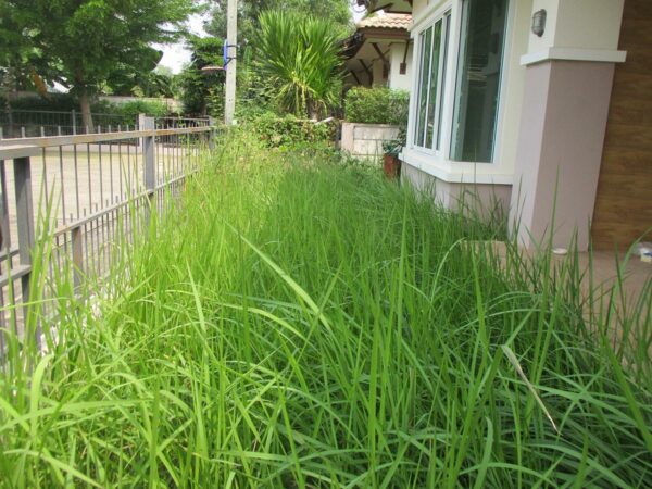 Ban Klang Mueang Village (Nong Samrong) _photo