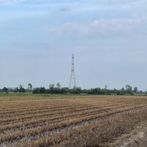 01 ที่ดินว่างเปล่า | อ่างทอง แสวงหา สีบัวทอง | 01-66-02010