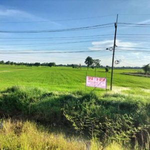 01 ที่ดินว่างเปล่า | พิจิตร วังทรายพูน หนองปลาไหล | 01-66-02012
