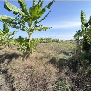 01 ที่ดินว่างเปล่า | สุพรรณบุรี อู่ทอง หนองโอ่ง | 01-66-02019