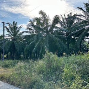 01 ที่ดินว่างเปล่า | ชุมพร ท่าแซะ คุริง | 01-66-02039
