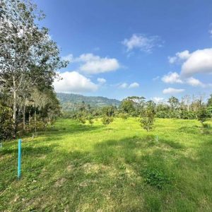01 ที่ดินว่างเปล่า | สุราษฎร์ธานี ดอนสัก ดอนสัก | 01-66-02103