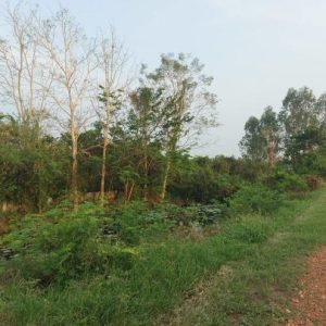 01 ที่ดินว่างเปล่า | ขอนแก่น เมืองขอนแก่น ศิลา | 01-66-02111