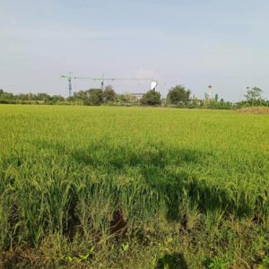 01 ที่ดินว่างเปล่า | พระนครศรีอยุธยา บางไทร เชียงรากน้อย | 01-66-02208