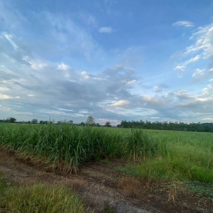 01 ที่ดินว่างเปล่า | เพชรบูรณ์ วิเชียรบุรี พุขาม | 01-66-02223