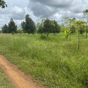 01 ที่ดินว่างเปล่า | จันทบุรี สอยดาว ทรายขาว | 01-66-02288