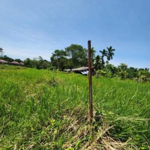 01 ที่ดินว่างเปล่า | สุราษฎร์ธานี เกาะสมุย ตลิ่งงาม | 01-66-02296