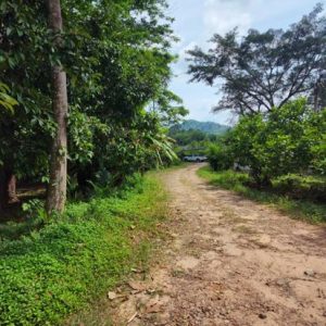 01 ที่ดินว่างเปล่า | สุราษฎร์ธานี เกาะสมุย ตลิ่งงาม | 01-66-02297