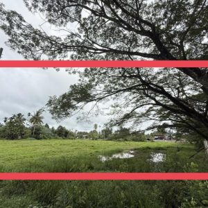 01 ที่ดินว่างเปล่า | พัทลุง ป่าพะยอม ป่าพะยอม | 01-66-02328