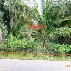 01 ที่ดินว่างเปล่า | สุราษฎร์ธานี ดอนสัก ดอนสัก | 01-88-12530