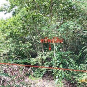 01 ที่ดินว่างเปล่า | สุราษฎร์ธานี ดอนสัก ดอนสัก | 01-88-12526