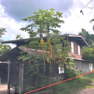 02 บ้านเดี่ยว | ศรีสะเกษ โพธิ์ศรีสุวรรณ ผือใหญ่ | 02-88-17788