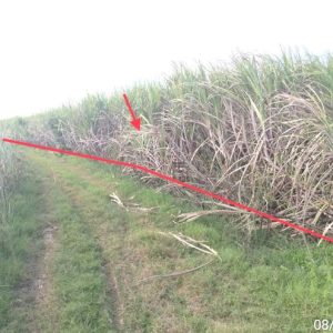01 ที่ดินว่างเปล่า | นครราชสีมา แก้งสนามนาง สีสุก | 01-88-12432